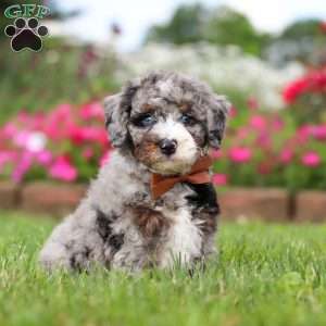 Winston, Mini Bernedoodle Puppy